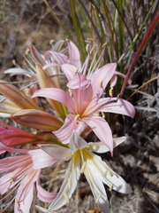 Ammocharis longifolia