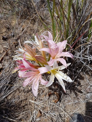 Ammocharis longifolia