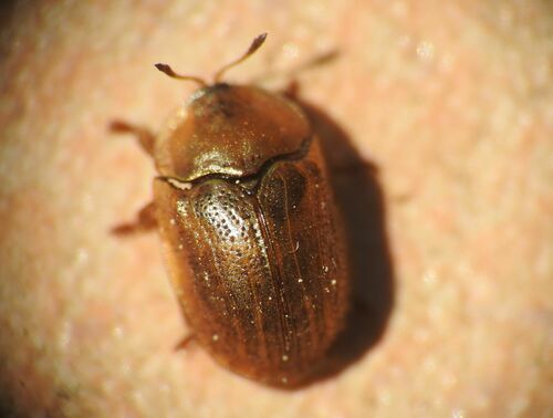 Hypocassida meridionalis