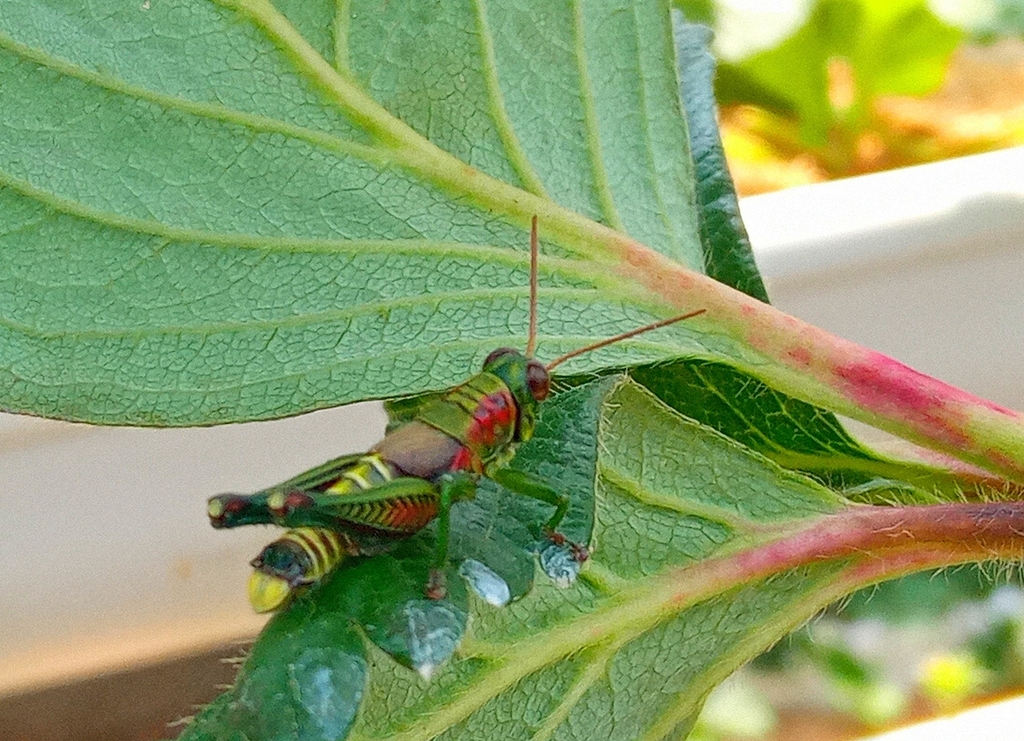 Timotes malleatus