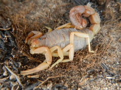 Parabuthus planicauda