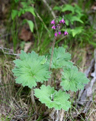 Primula matthioli discolor