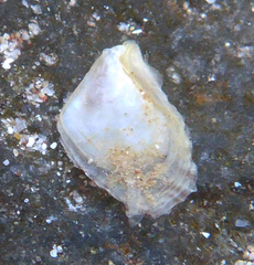 Isognomon perna