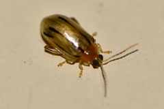 Walterianella interruptovittata