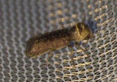 Amphicerus bicaudatus