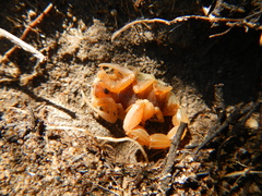 Parabuthus planicauda