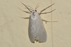 Rupela