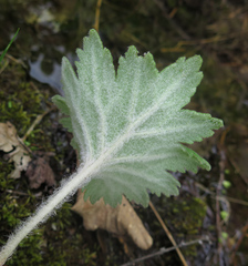 Primula matthioli discolor