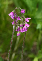 Primula matthioli discolor