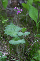 Primula matthioli discolor