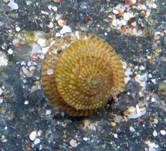Peasiella tantilla