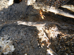 Parabuthus planicauda