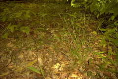 Poa alsodes