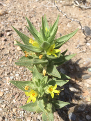 Mohavea breviflora