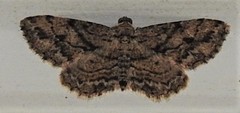 Boarmia curtaria