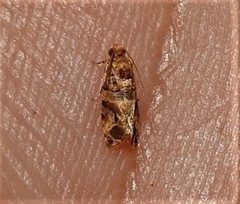 Lobesia physophora