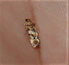 Lobesia physophora
