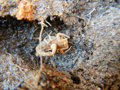Parabuthus planicauda