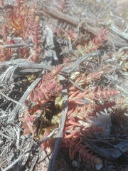 Crassula capitella thyrsiflora