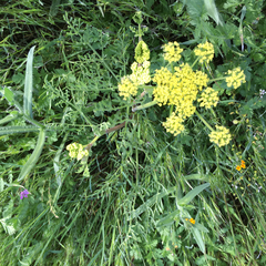 Lomatium utriculatum