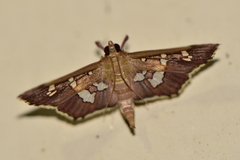 Phostria