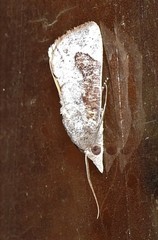 Hypocala guttiventris