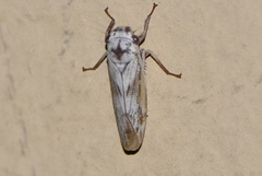 Tretogonia
