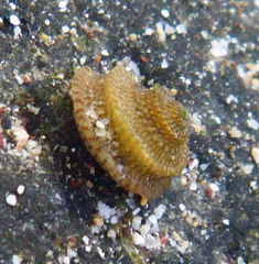 Peasiella tantilla