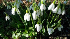Galanthus plicatus