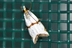 Argyria croceivittella