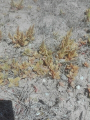 Crassula capitella thyrsiflora