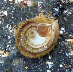 Peasiella tantilla