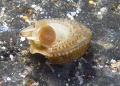Peasiella tantilla
