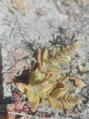 Crassula capitella thyrsiflora