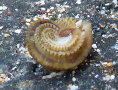 Peasiella tantilla