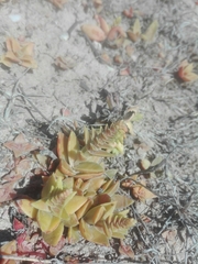 Crassula capitella thyrsiflora
