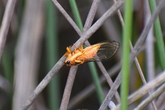 Cicadettinae