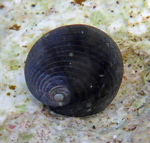 Hawaiian Black Nerite