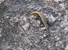 Eutropis madaraszi