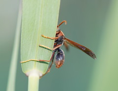 Polistes erythrinus