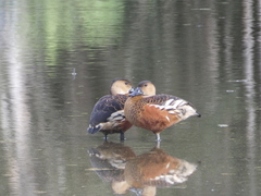 Wandering Whistling-Duck photo 2