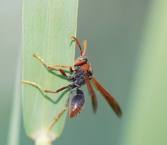 Polistes erythrinus