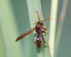 Polistes erythrinus