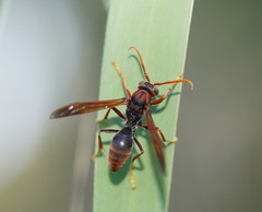 Polistes erythrinus