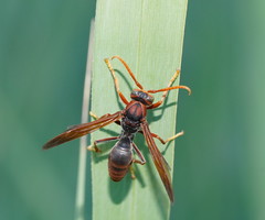 Polistes erythrinus