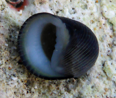 Nerita picea