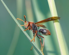 Polistes erythrinus