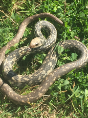 Coluber constrictor anthicus