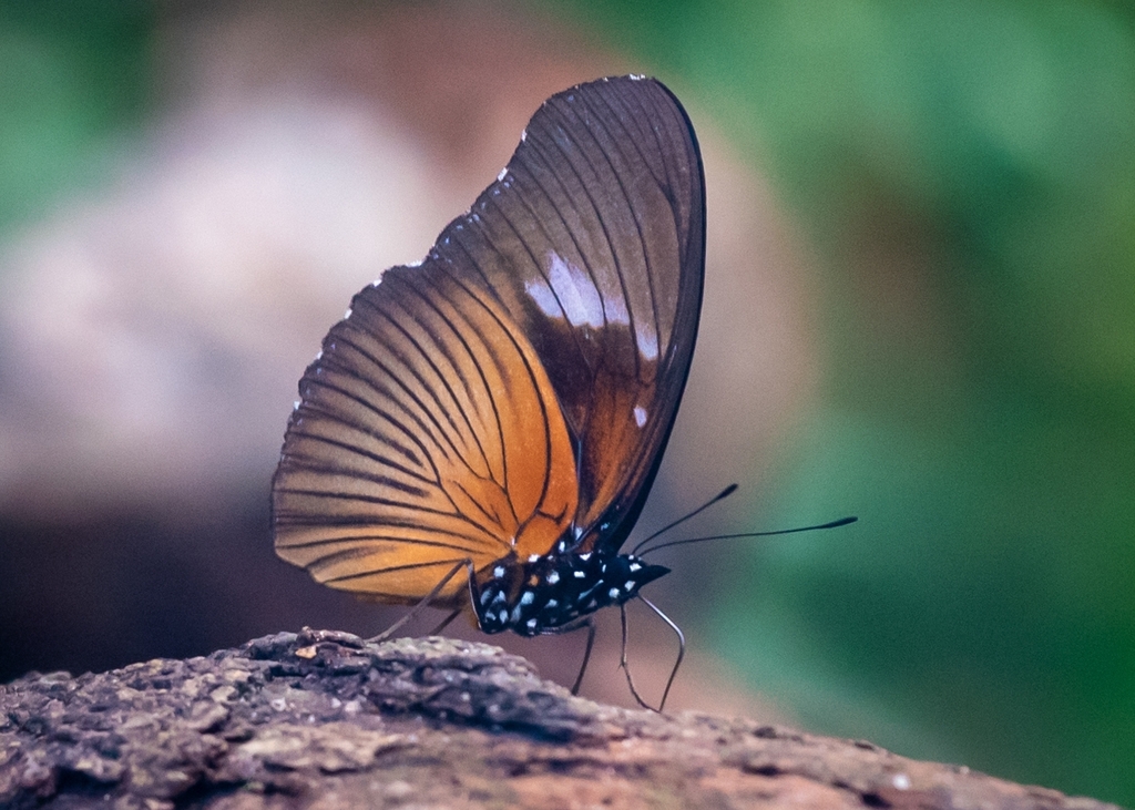 Chapman’s Eggfly