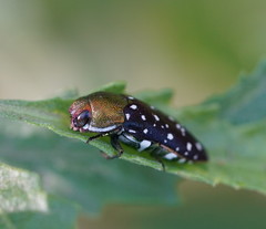 Diphucrania leucosticta